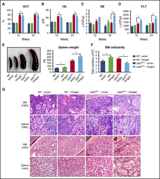 Figure 1. Overexpression of Hmga2 accelerates the development of MF in Jak2V617F knockin mice. (A) Hematocrit (HCT), (B) hemoglobin (Hb), (C) neutrophil (NE), and (D) platelet (PLT) counts in the peripheral blood were assessed at 12 and 24 weeks after bone marrow transplant (BMT) in WT-vector (n = 8), WT-Hmga2 (n = 9), Jak2VF/+-vector (n = 8), and Jak2VF/+-Hmga2 (n = 11) mice. (E) Spleen size and weight were significantly increased in Jak2VF/+-Hmga2 mice compared with Jak2VF/+-vector mice, whereas spleen size of WT-Hmga2 was modestly increased compared with WT-vector mice (n = 7-10). (F) BM cellularity was significantly increased in WT-Hmga2 mice compared with WT-vector mice, whereas Jak2VF/+-Hmga2 mice showed significantly decreased BM cellularity compared with Jak2VF/+-vector mice (n = 7-10). Student t test was used to compare 2 groups of mice. (G) Histopathologic analysis. Hematoxylin and eosin (H&E) staining of the BM and spleen sections (original magnification ×500) from WT-Hmga2 mice show normal morphology similar to that of WT-vector controls. BM sections from Jak2VF/+-vector mice show trilineage (megakaryocyte/erythrocyte/granulocyte) hyperplasia, whereas BM sections from Jak2VF/+-Hmga2 mice display fibrotic-appearing marrow with increased myelopoiesis. Spleen sections from Jak2VF/+-vector mice show trilineage extramedullary hematopoiesis, whereas spleens from Jak2VF/+-Hmga2 mice show increased myelopoiesis, increased and atypical megakaryocytes, and architectural distortion. Reticulin staining showed extensive fibrosis (grade 2 to 3) in the BM and spleens of Jak2VF/+-Hmga2 mice at 32 weeks after transplantation. BM and spleens of Jak2VF/+-vector mice exhibited little fibrosis at this stage. BM and spleens of WT-vector and WT-Hmga2 mice did not exhibit fibrosis. *P < .05; **P < .005.