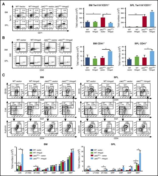Figure 2. Effects of Hmga2 overexpression on hematopoietic precursors and progenitors in mice expressing Jak2V617F. (A) Representative dot plots of flow cytometric analysis of erythroid precursors in the BM and spleens (SPL) of WT-vector, WT-Hmga2, Jak2VF/+-vector, and Jak2VF/+-Hmga2 mice (at 32 weeks after BMT) using surface markers CD71 and Ter119. Total numbers of erythroid precursor cells are shown in bar graphs as mean ± standard error of the mean (SEM) (n = 5-10). (B) Representative dot plots of flow cytometric analysis of megakaryocytic precursors in the BM and spleens of WT-vector, WT-Hmga2, Jak2VF/+-vector, and Jak2VF/+-Hmga2 mice using CD41 staining. Total numbers of CD41+ megakaryocytic precursors in the BM and spleens are shown in bar graphs as mean ± SEM (n = 5-10). (C) Representative contour plots of flow cytometric analysis of Lin–Sca-1+c-kit+ (LSK), long-term HSC (LT-HSC; Lin–Sca-1+c-kit+CD34–CD135–), short-term HSC (ST-HSC; Lin–Sca-1+c-kit+CD34+CD135–), multipotential progenitor (MPP; Lin–Sca-1+c-kit+CD34+CD135+), common myeloid progenitor (CMP; Lin–Sca-1–c-kit+CD34+FcγRII/IIlow), granulocyte/macrophage progenitor (GMP; Lin–Sca-1–c-kit+CD34+FcγRII/IIhigh), and megakaryocyte/erythroid progenitor (MEP; Lin–Sca-1–c-kit+CD34–FcγRII/III–) cells in the BM and spleens from WT-vector, WT-Hmga2, Jak2VF/+-vector, and Jak2VF/+-Hmga2 mice at 32 weeks after BMT. Total numbers of LSK, LT-HSC, ST-HSC, MPP, CMP, GMP, and MEP cells in the BM and spleens are shown in bar graphs as mean ± SEM (n = 8-10). *P < .05; **P < .005.