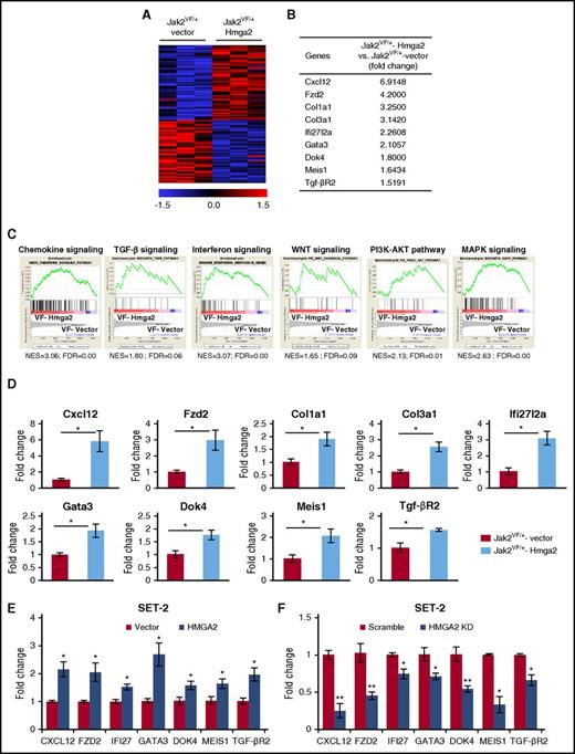 Figure 4. Hmga2 overexpression alters gene expression in Jak2V617F LSK. (A) Heat maps showing significantly upregulated and downregulated genes in Jak2VF/+-Hmga2 Lin–Sca-1+ckit+ (LSK) cells compared with Jak2VF/+-vector LSK cells. (B) A list of selected genes that are significantly upregulated in Jak2VF/+-Hmga2 LSK cells compared with Jak2VF/+-vector LSK cells. (C) Gene set enrichment analyses (GSEAs) of the RNA-seq data from Jak2VF/+-vector LSK cells and Jak2VF/+-Hmga2 LSK cells. Enrichment plots of selected gene sets with normalized enrichment score (NES) and false discovery rate (FDR) are shown. (D) Relative expression of Cxcl12, Fzd2, collagen1a1 (Col1a1), collagen3a1 (Col3a1), Ifi27l2a, Gata3, Dok4, Meis1, and Tgf-βR2 mRNA was determined in Jak2VF/+-vector and Jak2VF/+-Hmga2 LSK cells by RT-qPCR and normalized with glyceraldehyde 3-phosphate dehydrogenase (Gapdh) expression. (E) Validation of some HMGA2 targets in JAK2V617F-positive human megakaryoblastic SET-2 cells. SET-2 cells were transduced with lentivirus expressing HMGA2, and the infected cells were selected using puromycin. Relative expression of CXCL12, FZD2, IFI27 (homolog of mouse Ifi27l2a), GATA3, DOK4, MEIS1, and TGF-βR2 was assessed by RT-qPCR and normalized by GAPDH. Data from 4 independent experiments are shown in bar graphs as mean ± SEM. (F) Validation of the target genes by knockdown of HMGA2 in SET-2 cells. SET-2 cells were transduced with lentiviral HMGA2 short hairpin RNA (shRNA) or scramble shRNA (control), and the infected cells were selected by using puromycin. Relative expression of CXCL12, FZD2, IFI27, GATA3, DOK4, MEIS1, and TGF-βR2 was assessed by RT-qPCR and normalized by GAPDH. Data from 4 independent experiments are shown in bar graphs as mean ± SEM. *P < .05.