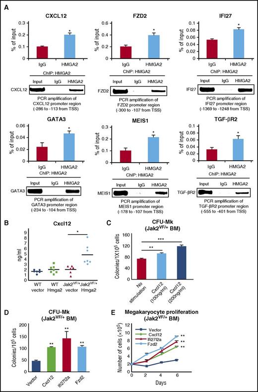Figure 5. HMGA2 binds to the promoters of its target genes, and ectopic expression of some HMGA2 target genes increases CFU-Mk colonies and megakaryocytic cell proliferation in Jak2V617F mouse BM. (A) HMGA2-specific ChIP followed by RT-qPCR showed binding of HMGA2 in the promoters of CXCL12, FZD2, IFI27, GATA3, MEIS1, and TGF-βR2 genes in JAK2V617F-positive SET-2 cells. Results from 3 independent experiments are presented as mean ± SEM in bar graphs. The RT-qPCR products were loaded onto 2% agarose gel. Representative pictures from agarose gel are shown in the bottom panels. (B) Total levels of Cxcl12 in the serum of WT-vector, WT-Hmga2, Jak2VF/+-vector, and Jak2VF/+-Hmga2 mice at 32 weeks after BMT were assessed by ELISA (n = 6-7). (C) Stimulation with Cxcl12 (100-200 ng/mL) significantly increased CFU-Mk formation in the BM of Jak2V617F mice (n = 4-8 for each concentration). (D) Ectopic expression of Cxcl12, Ifi27l2a, or Fzd2 significantly increased CFU-Mk colonies and (E) enhanced megakaryocytic proliferation in the BM of Jak2V617F mice compared with vector control (n = 4-7 for each construct). Megakaryocytic cell proliferation was assessed by viable cell counts every other day over 6 days. Data from 3 independent experiments are shown in graphs as mean ± SEM. *P < .05; **P < .005.