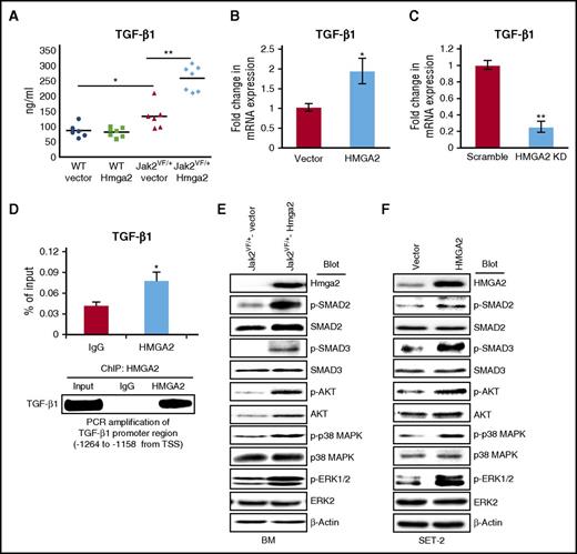 Figure 6. Expression of Hmga2 enhances activation of the TGF-β1 signaling pathway in Jak2V617F mouse BM and human megakaryoblastic SET-2 cells. (A) Total levels of TGF-β1 in the serum of WT-vector, WT-Hmga2, Jak2VF/+-vector, and Jak2VF/+-Hmga2 mice at 32 weeks after BMT were assessed by ELISA (n = 6-7). (B) Overexpression of HMGA2 increases the TGF-β1 mRNA expression in JAK2V617F-positive megakaryoblastic SET-2 cells. (C) Lentiviral shRNA-mediated knockdown of HMGA2 decreases the TGF-β1 mRNA expression in SET-2 cells. The mRNA expression was assessed by RT-qPCR and normalized by GAPDH. Data from 4 independent experiments are shown in bar graphs as mean ± SEM. (D) HMGA2 ChIP followed by RT-qPCR showed binding of HMGA2 in the promoter of the TGF-β1 gene in SET-2 cells. Results from 3 independent experiments are presented as mean ± SEM in bar graphs. The RT-qPCR products were loaded onto 2% agarose gel. Representative picture from agarose gel is shown in the bottom panel. (E) Immunoblot analysis shows increased phosphorylation of SMAD2, SMAD3, AKT, p38 MAPK, and ERK1/2 in Jak2VF/+-Hmga2 BM compared with Jak2VF/+-vector BM. Total SMAD2, SMAD3, and AKT protein levels were also higher in Jak2VF/+-Hmga2 BM compared with Jak2VF/+-vector BM. However, total p38 MAPK and ERK1/2 levels were comparable. β-actin was used as a loading control. (F) Immunoblot analysis shows increased phosphorylation of SMAD2, SMAD3, AKT, p38 MAPK, and ERK1/2 in SET-2 cells overexpressing HMGA2 compared with vector-expressing SET-2 cells. β-actin was used as a loading control. *P < .05; **P < .005.