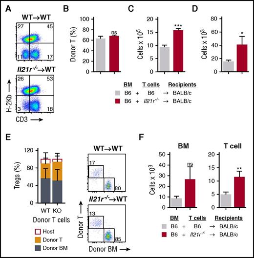 Figure 5. Deletion of IL-21 signaling increases the number of donor graft–derived Tregs in the thymus. (A-E) WT BALB/c (H-2d) recipients were transplanted with 5 × 106 TCD BM cells from CD45.1+ B6 (H-2b) mice and 1 × 106 T cells derived from either WT (n = 10 recipients) or Il21r−/− (n = 10 recipients) CD45.2+ B6 mice to induce GVHD. (A) Concatenated flow cytometry plots showing transplanted donor graft–derived T cells on day 7 post-BMT. (B) Proportion of transplanted donor T cells of all thymic T cells on day 7 post-BMT. (C) Absolute number of transplanted donor graft–derived T cells in the thymus on day 7 post-BMT. (D) Absolute number of total CD3+CD8–CD25+CD4+FoxP3+ cells in the thymus on day 21 post-BMT (n = 9 per group). (E) Proportion of host-derived, graft T-cell–derived, and marrow-derived Tregs of all Tregs in the thymus on day 21 post-BMT, showing transplant with WT T cells in the left column and with IL-21R knockout (KO) T cells in right column; also shown are representative flow cytometry plots of Tregs derived from the donor marrow or from the T cells present in the donor graft. (F) Absolute number of donor BM–derived (H-2b+CD45.1+) or donor T-cell–derived (H-2b+CD45.2+) Tregs 21 days post-BMT (n = 9 per group). Dot plots concatenated from 5 independent observations from 1 experiment and gated on donor-derived (H-2b+) Tregs. Bar graphs represent mean ± SEM, combined from at least 2 independent experiments. *P < .05; **P < .01; ***P < .001.