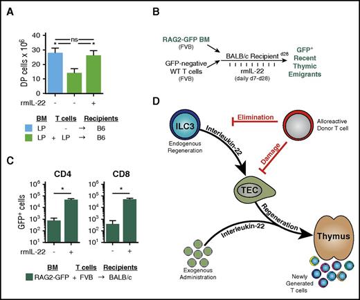 Figure 6. Exogenous administration of IL-22 improves thymopoiesis and T-cell reconstitution after allo-BMT. (A) WT B6 recipients (H-2b) were transplanted with LP TCD BM (H-2b; 5 × 106) and WT LP T cells (4 × 106) (n = 9-10 recipients per group). GVHD mice were treated once per day with either phosphate-buffered saline (PBS) or rmIL-22 (200 mg/kg) starting on day 7 post-BMT; CD4+CD8+ DP thymocytes were assessed 3 weeks post-BMT. (B) Experimental model of FVB→BALB/c BMT (H-2q→H-2d) with RAG2-GFP marrow to evaluate thymic export of donor marrow–derived new peripheral T cells after IL-22 treatment. (C) BALB/c mice were transplanted with 5 × 106 RAG2-GFP (FVB background) TCD BM cells and 0.1 × 106 FVB T cells. Recipient mice (n = 5 per group) were treated once per day with either PBS or rmIL-22 (200 mg/kg) starting on day 7 post-BMT, and GFP+ T cells were enumerated in the spleen at 28 days post-BMT. (D) Thymic injury and depletion of thymocytes trigger ILC3 production of IL-22, which acts directly on TECs to induce their proliferation and survival. Through this trophic effect on TECs, IL-22 can promote endogenous immune regeneration. During GVHD, alloreactive T cells eliminate ILCs, thereby abrogating their production of IL-22 and impairing IL-22–mediated recovery of thymic epithelium. Administration of exogenous recombinant IL-22 can circumvent the loss of ILCs to enhance thymopoiesis and improve immune reconstitution after allo-BMT. Bar graphs represent mean ± SEM. *P < .05.