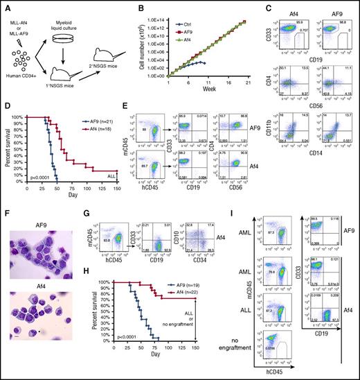 Figure 1. Transformation capacity of MLL-Af4 is compromised in the myeloid microenvironment. (A) Schematic of experiment. (B) Growth curve of human HSPCs expressing MLL-AF9/MLL-Af4 in myeloid culture. One representative experiment of 3 is shown. (C) Flow cytometry analysis of cell surface marker of week 5 myeloid cultures. (D) Survival curve of primary NSGS mice received MLL-AF9/MLL-Af4 cells. The BM of the remaining living Af4 mice was examined at day 150 and showed ALL. Five independent experiments were included. (E) Cell surface maker analysis by flow cytometry of BM from MLL-AF9/MLL-Af4 primary NSGS mice developing myeloid disease. (F) Wright-Giemsa–stained BM cytospins of primary mice. The images were obtained using a Motic BA310 microscope with ×40 objective. Scale bar, 10 µm. (G) Flow cytometry analysis of BM from MLL-Af4 primary NSGS mice developing lymphoid disease. (H) Survival curve of secondary NSGS mice receiving primary myeloid disease. The BM of the remaining living Af4 mice was examined at day 150 and showed ALL or no human engraftment. Five independent experiments were included. (I) Representative flow cytometry analysis of BM from secondary recipients. P values were calculated using the log-rank test (see also supplemental Table 1). hCD45, human CD45; mCD45, murine CD45.