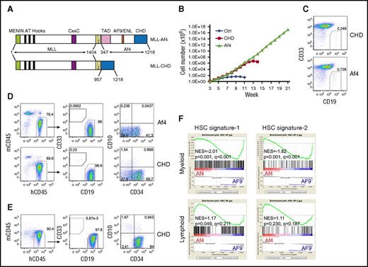 Figure 2. The full activation of the self-renewal program by MLL-Af4 depends on lymphoid lineage. (A) Structure of MLL-Af4 and MLL-CHD constructs. (B) Growth curve of human HSPCs expressing MLL-Af4/MLL-CHD in myeloid culture. One representative experiment of 3 is shown. (C) Flow cytometry analysis of CD33/CD19 expression of MLL-Af4/MLL-CHD cultures at week 5. (D) Cell surface maker analysis by flow cytometry of BM from primary NSG mice receiving MLL-Af4/MLL-CHD myeloid cells. (E) Representative flow cytometry analysis of secondary MLL-CHD ALL (see also supplemental Table 2). (F) Gene set enrichment analysis to assess the activation of HSC signature comparing MLL-Af4 cells with MLL-AF9 cells in myeloid or lymphoid lineage. NES, normalized enrichment score; TAD, transactivation domain.