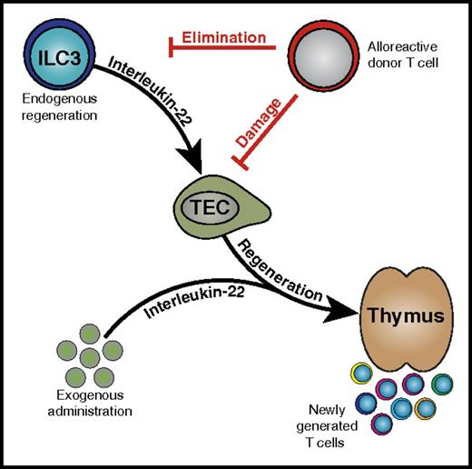 Overview of interactions between ILC3 and thymic epithelial TECs in the setting of GVHD following alloHCT. Following thymic injury, IL-22 derived from ILC3 or administered exogenously promotes the regeneration of thymopoiesis. See Figure 6D in the article by Dudakov et al that begins on page 933.