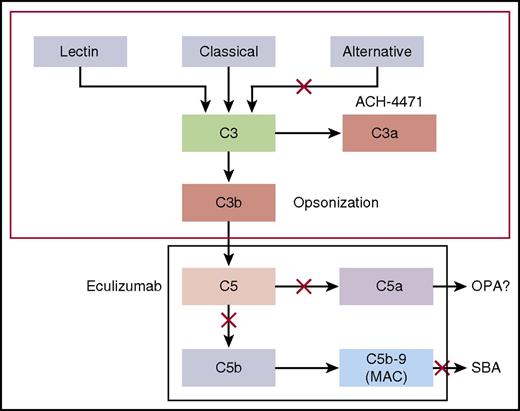 Model by which the classical and alternative complement pathways mediate SBA or OPA killing of meningococci. Blocking cleavage of C5 or C7 in the terminal complement pathway prevents formation of MAC, which is required for complement-mediated SBA. In the absence of MAC, anti-meningococcal antibodies may offer protection by eliciting antibody-Fc–mediated and/or C3b/iC3b complement receptor–mediated OPA. However, complement receptor–mediated phagocytic uptake as well as phagocytic cell chemotaxis is promoted by C5a, a split product of C5. Thus, blockage of release of C5a by eculizumab could abrogate this additional protective mechanism. See Figure 1 in the article by Konar and Granoff that begins on page 891.