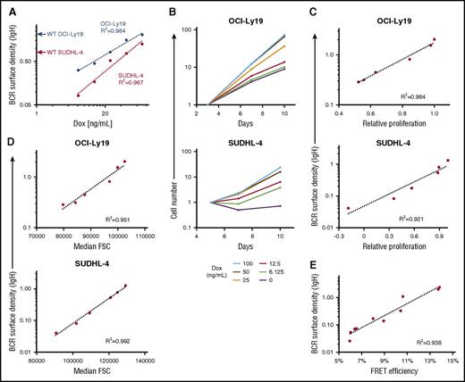 Figure 6. Effect of BCR surface density on tonic BCR signaling. (A) BCR surface density, measured by anti-IgH isotype antibody staining and FCM, increases with doxycycline (Dox) concentration in cells of OCI-Ly19 and SUDHL-4 GCB-DLBCL lines engineered with both KO of the endogenous IgH locus and expression of its same-isotype IgH by a Dox-inducible expression vector. Red and blue arrows on the y-axis mark the similarly determined BCR surface density of unmodified (WT) cells of the lines. For each line, BCR surface density is based on flow cytometric measurement of fluorescence intensity with an antibody specific for its IgH isotype; therefore, values are not directly comparable between isotypes or to BCR surface density determined with a different antibody (eg, to IgL) or by CD79A-GFP fluorescence. (B) Absolute growth curves for GCB-DLBCL lines with inducible IgH expression, relative to the starting point at the indicated Dox concentration (3 days for OCI-Ly19, 5 days for SUDHL-4), showing that growth rates increase with Dox concentration. (C) Correlation between BCR surface density and relative proliferation, defined here as the ratio of slopes of absolute growth curves at different Dox concentrations to that of the curve for maximal Dox concentration (100 ng/mL), for GCB-DLBCL lines at different levels of induced IgH expression. (D) Correlation between BCR surface density and cell size, estimated by the forward scatter value, for GCB-DLBCL lines at different levels of induced IgH expression. (E) Correlation between BCR surface density and AKT activity, measured by FRET efficiency of an AKT activity reporter, for OCI-Ly19 cells with different levels of induced IgH expression, achieved by different durations (up to 7 days) of Dox withdrawal. Data from 2 independent experiments are displayed.