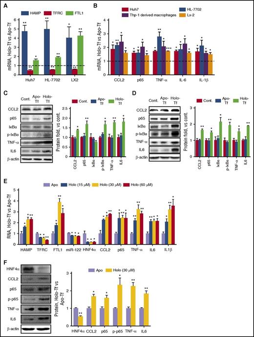 Figure 1. IO induces inflammatory responses in hepatocyte cell lines in vitro. (A) Cells were treated with 30 μM apo-Tf or holo-Tf. mRNA expression levels were determined 24 hours posttreatment. (B) Various human hepatic cell lines and Thp-1–derived macrophages were treated with 30 μM apo-Tf or holo-Tf. Total mRNA was isolated 24 hours posttreatment. (C-D) Huh7 (C) and HL-7702 (D) cells were either mock treated (Cont.) or treated with 30 μM apo-Tf or holo-Tf. Protein levels of various inflammatory factors were determined 24 hours posttreatment. (E-F) Human primary hepatocytes were treated with holo-Tf at the indicated concentrations and apo-Tf as an appropriate control. Total RNA and proteins were isolated 24 hours posttreatment. Data were normalized to the control group and are presented as mean ± standard error of the mean (SEM) (N = 4). *P < .05; **P < .01 vs control.