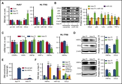 Figure 2. IO negatively regulates HNF4α and miR-122 expression in hepatocyte cell lines in vitro. (A) Huh7 and HL-7702 cells were treated as indicated. Total RNA was isolated 24 hours posttreatment. (B) Huh7 cells were treated with 30 μM apo-Tf or holo-Tf. Both groups were transfected with either miR-122 mimics or scramble controls. The protein levels of various inflammatory factors were determined 24 hours posttreatment. (C) Huh7 (left) and HL-7702 (right) cells were treated as indicated. Total RNA was isolated at 24 hours posttreatment. (D) Huh7 (top) and HL-7702 (bottom) cells were treated with 30 μM apo-Tf or holo-Tf. CCL2 and HNF4α protein expression was determined 24 hours posttreatment. (E) Huh7 cells were treated with 30 μM apo-Tf or holo-Tf. ChIP assays were performed using anti–HNF4α monoclonal antibody, followed by quantitative polymerase chain reaction analysis using primers specific to the miR-122 promoter region. Mouse immunoglobulin G (IgG) was used as a negative control. (F) Huh7 cells were treated with 30 μM apo-Tf or holo-Tf. Both groups were transfected with either HNF4α overexpression plasmids (oeHNF4α) or control plasmids. Total RNA was isolated 24 hours posttreatment. Data were normalized to the control group and are presented as mean ± SEM (N = 4). *P < .05; **P < .01 vs apo-Tf; #P < .05; ##P < .01 vs holo-Tf.