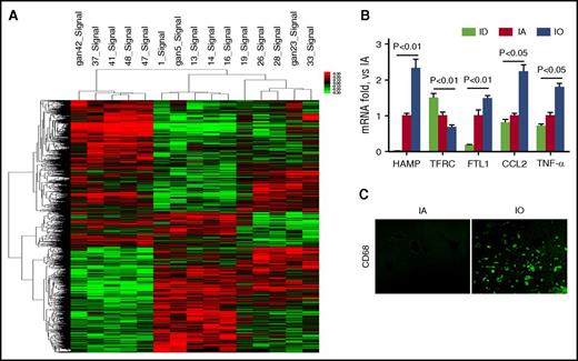 Figure 3. Genome-wide microarray assay reveals differential expressed genes under IA conditions. C57BL/6 mice (N = 5) were fed a purified diet with no added iron and separated into ID, IA, and IO groups. Two weeks after iron injection, total hepatic RNA was subjected to Affymetrix GeneChip Mouse Gene 1.0 ST Array analysis to profile gene expression. (A) Cluster analysis of microarray showed different transcriptional profiles that were influenced by iron homeostasis. (B) Total hepatic RNA was subjected to qRT-PCR to determine HAMP, TFRC, FTL1, CCL2, and TNF-α expression. (C) Liver tissue was subjected to the immunofluorescent staining against CD68. Original magnification ×400.