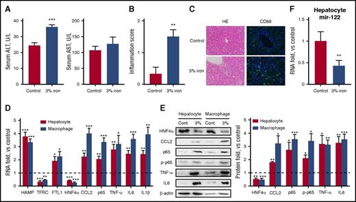Figure 5. An iron-rich diet leads to increased inflammatory responses and reduced HNF4α/miR-122 expression in hepatocytes. C57BL/6 mice (N = 6) were fed with either a standard diet or a 3% iron-rich diet for 1 month. (A-B) Serum ALT and AST levels (A) and hepatic inflammation scores (B) were determined. (C) H&E and immunofluorescent staining against CD68 showed inflammatory infiltration in the liver. Blue represents DAPI stain. Original magnification ×400. (D-E) mRNA (D) and protein (E) levels of various inflammatory factors and HNF4α were determined from isolated hepatocytes and macrophages. (F) Expression of miR-122 was determined. Data were normalized to the control group and are presented as mean ± SEM. *P < .05; **P < .01 vs control.