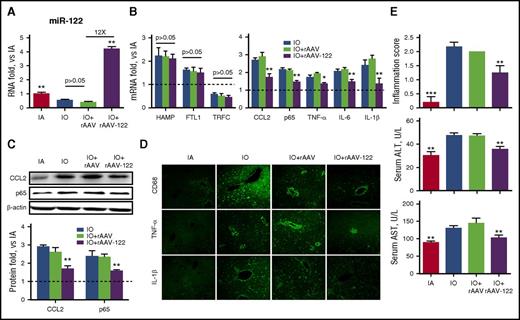 Figure 7. Overexpression of miR-122 in hepatocytes rescues the hepatic inflammation mediated by IO in vivo. C57BL/6 mice (N = 6) were fed a purified diet with no added iron and subjected to i.p. injection of 20 mg/kg (IA) or 200 mg/kg (IO) dextran-iron. rAAVs with or without a miR-122 transgene were injected via tail vein at day 6. Mice were sacrificed, and liver tissues were harvested at week 4. (A-B) RNA levels of miR-122 (A) and various iron homeostasis-related genes (B) and inflammatory factors were determined by qRT-PCR. (C) The protein levels of CCL2 and NF-κB/p65 were determined by western blot assays. Both representative figures and quantitative data are shown. (D) Immunofluorescence analysis showing the expression of CD68, TNF-α, and IL-1β expression after treatment. Original magnification ×200. (E) The inflammation score in the liver and serum ALT and AST levels were determined. Data were normalized to the IA group and are presented as mean ± SEM. *P < .05; **P < .01 vs IO.