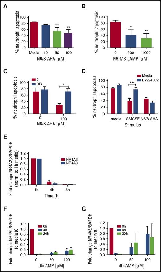 Figure 3. PKA activation regulates neutrophil survival. Percoll-purified neutrophils were cultured with media or (A) N6/8-AHA at concentrations of 10, 50, and 100 or (B) N6-MB-cAMP at concentrations of 500 and 1000 μM for 20 hours. (C) Neutrophils were pretreated with media (red bars) or Rp-8-Br-cAMPS (0.7 mM) (blue bar) for 30 minutes prior to the addition of N6/8-AHA (100 μM) for an additional 20 hours. (D) Neutrophils were pretreated with media (red bars) or LY294002 (10 μM) for 30 minutes (blue bars) and cultured for an additional 20 hours with GM-CSF (50 U/mL) or N6/8-AHA (100 μM). (A-D) Apoptosis was determined by light microscopy. Charts show means ± SEMs percentage apoptosis from (C) 3, (A-B) 4, or (D) 5 independent experiments. Statistical analyses were carried out by ANOVA with Bonferroni posttest and significant differences are indicated by *P < .05, **P < .01, and ***P < .001, where treated populations were compared with media control, or as indicated by lines. (E) Neutrophils were aged in culture, and RNA was isolated at time points of 1, 4, and 6 hours. In selected experiments, neutrophils were cultured with dbcAMP for 4 and 20 hours, and RNA was made at 0, 4, and 20 hours. (E-G) NR4A2/3 expression was determined by qPCR. Charts show the fold change from (E) 1-hour media or (F-G) 0-hour control, where NR4A expression was normalized to the GAPDH loading control. Each panel shows data from 3 independent experiments.