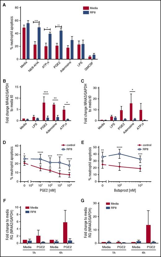 Figure 4. PGE2 signaling regulates neutrophil apoptosis and NR4A expression in a PKA-dependent manner. (A) Ultrapurified neutrophils were cultured in the absence (red bars) or presence (blue bars) of Rp-8-Br-cAMPS (RP8) (0.7 mM) for 30 minutes prior to the addition of the following stimuli: N6/8-AHA (100 μM), PGE2 (10 μM), ATPγs [(1 μM), adenosine (100 μM), LPS (100 ng/mL), and GM-CSF (50 U/mL) for an additional 5 hours. Apoptosis was determined by light microscopy; data are expressed as means ± SEMs from 5 independent experiments. (B-C) In parallel experiments, neutrophils were cultured in the absence (red bars) or presence (blue bars) of Rp-8-Br-cAMPS (0.7 mM) for 30 minutes prior to the addition of the following stimuli: LPS (100 ng/mL), PGE2 (10 μM), adenosine (100 μM), or ATPγs (1 μM) for an additional 4 hours. (B) NR4A2 and (C) NR4A3 expression was measured by qPCR. Charts show the fold change from 0-hour control, where NR4A expression was normalized to the GAPDH loading control; data are from 3 independent experiments. Neutrophils were treated with media or (D) a concentration-response of PGE2 ranging from 10 nM to 10 μM or (E) butaprost (100 nM and 1 mM) in the presence (blue line) or absence (red line) of Rp-8-Br-cAMPS (0.7 mM) for 4 hours. (D-E) Apoptosis was determined by light microscopy; data are expressed as means ± SEMs from 3 independent experiments. Ultrapurified neutrophils were preincubated with media or Rp-8-Br-cAMPS (0.7 mM) for 30 minutes before the addition of media or PGE2 (10 μM) for an additional 1 or 4 hours. (F) NR4A2 and (G) NR4A3 expression was measured by qPCR. Charts show the fold change from 0-hour control, where NR4A expression was normalized to the GAPDH loading control; data are from 3 independent experiments. Data were analyzed by ANOVA with Bonferroni’s or Sidak’s posttest, and statistical differences are indicated by *P < .05, **P < .01, ***P < .001, and ****P < .0001. Comparisons were made between agonist alone or agonist plus Rp-8-Br-cAMPS treated conditions for panels D and E, or as the lines indicate for the other panels.