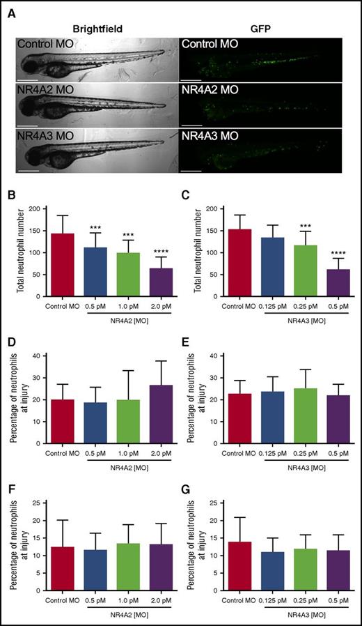 Figure 7. NR4A2/3 regulates neutrophil number in zebrafish larvae. The mpx:GFP zebrafish larvae were injected with (A-B, D, F) NR4A2 (0.5 pM, 1 pM, or 2 pM), (A, C, E, G) NR4A3 (0.125 pM, 0.25 pM, or 0.5 pM), (A-G) or control MO (2 pM) at the 1-cell stage. (A) Neutrophils were visualized as GFP-positive events by fluorescent microscopy. (B-C) Total neutrophil numbers were assessed at 80 hpf (n = 20, performed as 3 separate experiments). Larvae were injured at 72 hpf, and neutrophil counts were performed at (D-E) 6 and (F-G) 24 hours postinjury (n = 16, performed as 2 separate experiments). Statistical analysis was performed by ANOVA with Dunnett’s posttest. Significant differences compared with control MO were denoted by ***P < .001 and ****P < .0001.