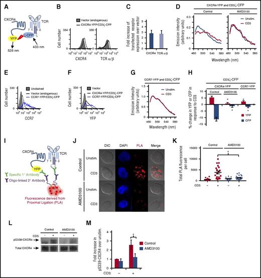 Figure 2. TCR associates with and transactivates CXCR4; this interaction is disrupted by AMD3100. (A) Schematic diagram of FRET between fluorescent fusion proteins of CXCR4 and CD3ζ. (B-H) Jurkat T cells were transfected with the indicated fluorescent fusion proteins and cultured for 16 to 18 hours. (B,E-F) Transfected cells were analyzed via flow cytometry to assess cell surface levels of the indicated receptors or YFP. (C) Graph summarizing the mean fold increase of cell surface levels of the indicated receptor in cells transfected with CXCR4-YFP and CD3ζ-CFP compared with vector control transfected cells, ± SEM (n = 3). (D,G-H) Sixteen to 18 hours posttransfection, the cells were pretreated with 120 μM AMD3100 where indicated for 1 hour and then stimulated with 1 μg/mL OKT3 crosslinked with 0.1 mg/mL goat anti-mouse immunoglobulin G (IgG) for 20 minutes. Spectra of the same cells were obtained before and after stimulation. (D,G) Representative spectra are shown. (H) Summary of 3 to 4 independent experiments. Each bar denotes the percentage change in CFP or YFP in response to OKT3 stimulation. *Significant difference compared with CXCR4-YFP/CD3ζ-CFP, vehicle sample (P < .05). (I) Schematic diagram of a PLA analyzing interactions between CXCR4-YFP and CD3ζ. (J-K) Jurkat T cells were transfected with CXCR4-YFP, cultured for 16 to 18 hours, pretreated with AMD3100 for 1 hour, centrifuged onto fibronectin- and OKT3-coated coverslips, and incubated for 30 minutes at 37°C. Cells were then fixed and stained as described in “Methods.” PLA was visualized using an LSM780 laser-scanning confocal microscope (Carl Zeiss) with a 100×/1.46 oil objective and laser/emission filter: 488/500-554 for CXCR4-YFP to identify transfected cells, 405/411-481 for 4′,6-diamidino-2-phenylindole (DAPI) (blue) and 594/624 for PLA (red). ZEN software was used for acquisition of images. FIJI was used to assess total PLA fluorescence. (J) Representative results are shown (original magnification ×100). (K) Summary of images acquired in 3 independent experiments for a total of 17 to 30 cells per condition, ± SEM (P < .05). (L-M) Jurkat T cells were transfected with CXCR4-YFP, incubated for 16 to 18 hours, treated with 60 μM AMD3100 for 1 hour, stimulated with crosslinked OKT3 as in panel D for 5 minutes, lysed, harvested for immunoprecipitation for CXCR4, and immunoblotted for pS339-CXCR4 and total CXCR4. (L) Representative results are shown. (M) Summary of the mean fold increase in pS339-CXCR4 upon CD3 stimulation compared with unstimulated cells, ± SEM (n = 3; P < .05). DIC, differential interference contrast; Unstim., unstimulated.