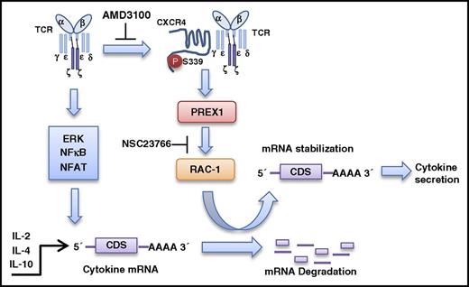 Figure 7. Proposed model of TCR-CXCR4–mediated stabilization of cytokine mRNA transcripts. Ligation of TCR induces the TCR to associate with and transactivate CXCR4 on S339 which leads to stabilization of IL-2, IL-4, and IL-10 mRNA transcripts via activation of a PREX1-Rac1–signaling pathway. CDS, coding sequence.