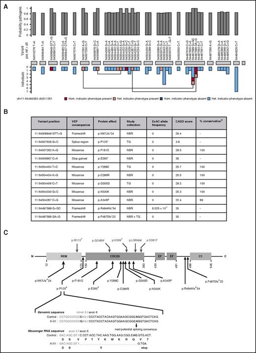 Figure 1. Identification and characteristics of pathogenic variants in RASGRP2. (A) BeviMed inference analysis applied to rare, nonsynonymous RASGRP2 variants observed in all index cases from the NIHR BioResource. Cases were designated as having the indicator phenotype of CalDAG-GEFI deficiency if they had HPO terms indicating bleeding and reduced light transmission aggregation responses to ≥3 activating agonists. The indicator phenotype was present in 119 index cases and was absent in 5982 index cases. The posterior probability of the association model was 1 (prior was 0.1), and the posterior probability of recessive inheritance was 1 (prior was 0.5). The RASGRP2 exons are represented by gray blocks. The bar chart above shows the marginal posterior probabilities of pathogenicity for individual variants observed in all NIHR BioResource index cases, conditional on an association under a recessive mode of inheritance. The bar chart beneath indicates whether the variant was observed in an index case with (pink) or without (blue) the indicator phenotype and whether it was present as a heterozygous (het.) or homozygous (hom.) allele. Variants observed in index cases as compound heterozygous alleles are linked. (B) The characteristics of the 11 likely pathogenic RASGRP2 variants across the NIHR BioResource (NBR) and ThromboGenomics (TG) collections. Variants were annotated against the canonical transcript ENST00000354024 by using the Variant Effect Predictor (VEP).14 Population allelic frequencies are derived from the Exome Aggregation Consortium (ExAC).15 The likely pathogenicity of the variants is expressed as the Combined Annotation Dependent Depletion (CADD) score,17 and the percentage conservation as the proportion of CalDAG-GEFI orthologs in 9 species that have the same amino acid as human CalDAG-GEFI. (C) Localization and predicted consequence of the likely pathogenic RASGRP2 variants identified in the NIHR BioResource and ThromboGenomics collections (below the protein diagram) and the previously reported variants9-11 (above the diagram). The protein domains indicated are the Ras exchange motif (REM), catalytic domain (CDC25), calcium-binding EF hands (EF) and diacylglycerol-binding domain (C1). The exploded view shows the predicted consequence of the 11:64507638 G>C variant identified as a homozygous allele in ThromboGenomics case K II.1. Bioinformatic analysis of the variant sequence predicts preferential use of an alternative exonic splice acceptor, resulting in codon deletion, frameshift, and a stop gain at codon 125.