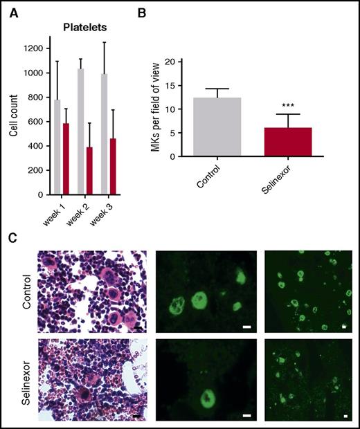 Figure 5. Selinexor reduced blood cell counts in mice and the number of MKs in the bone marrow. (A) CD1 mice (N = 4 per cohort) were treated with saline vehicle (gray bars) or selinexor (red bars, 20 mg/kg by mouth, every other day, three times per week) for 3 weeks. Platelet counts were done at the end of each week of treatment. (B) Quantification of MKs in femur bone marrow sections. Images spanning 1 complete longitudinal cross section of the entire femur from 2 femurs per mouse were used for quantification. Each mouse (2 femurs) was considered 1 biological replicate. N = 4 per cohort; ***P < .001. (C) Representative hematoxylin and eosin images (×20) and high (×20) and low (×10) magnification immunofluorescence staining for von Willebrand factor showing MKs in bone marrow. N = 4 mice per cohort; bars represent 10 μm.