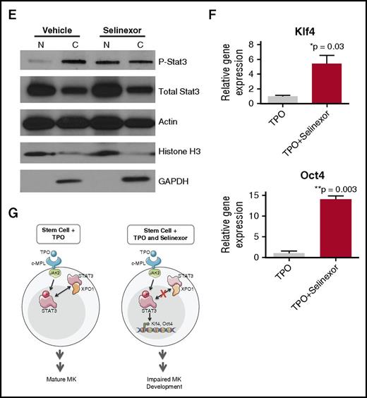 Selinexor treatment inhibits TPO signaling in vitro. D1 cells derived from murine fetal livers were incubated with selinexor at indicated doses. (A) Apoptosis was measured by annexin V positivity in all cells by FACS on D4; n = 4. (B) TPO was added at 1× (70 ng/mL) or 10× on D1. In addition, selinexor was added at indicated doses and was either washed out after 6 hours or kept in culture continuously. MK number on D4 was quantified by FACS. Values were normalized to 1× TPO control for each biological replicate, and then replicates averaged; n = 3. (C) Immunofluorescence of pSTAT3 was visualized in MKs treated with 500 nM selinexor or vehicle control. pSTAT3 is shown in green, and nuclear staining (Hoechst) is shown in blue. Bars represent 10 μm. To quantify nuclear fluorescence, the nuclear area was determined by thresholding in ImageJ (white outline), and the nuclear area and average, minimum, and maximum fluorescent intensities of pSTAT3 staining in the nucleus (as gated by Hoechst) were quantified in ImageJ (D). n = 12 cells per group; 3 biological replicates; ***P < .001. (E) MKs were serum starved in TPO-free media and treated with 500 nM selinexor or vehicle control for 6 hours. TPO was then added for 15 minutes to probe TPO signaling, and then MKs were separated into nuclear (N) and cytoplasmic (C) fractions. Fractions were probed for STAT3 and pSTAT3. The loading controls were as follows: actin (total protein), histone H3 (nuclear protein), and GAPDH (cytoplasmic protein). (F) Positive selection of CD41+ cells was performed on D1 of maturation to isolate a population of predominantly MK progenitors. After selection, the cells were treated with TPO or TPO and selinexor. On D4, quantitative polymerase chain reaction was performed as described to measure the levels of Klf4 and Oct4. (G) Schematic of proposed mechanism.