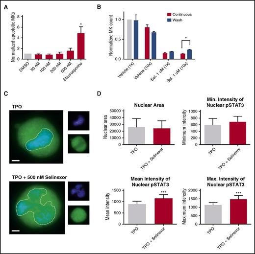 Selinexor treatment inhibits TPO signaling in vitro. D1 cells derived from murine fetal livers were incubated with selinexor at indicated doses. (A) Apoptosis was measured by annexin V positivity in all cells by FACS on D4; n = 4. (B) TPO was added at 1× (70 ng/mL) or 10× on D1. In addition, selinexor was added at indicated doses and was either washed out after 6 hours or kept in culture continuously. MK number on D4 was quantified by FACS. Values were normalized to 1× TPO control for each biological replicate, and then replicates averaged; n = 3. (C) Immunofluorescence of pSTAT3 was visualized in MKs treated with 500 nM selinexor or vehicle control. pSTAT3 is shown in green, and nuclear staining (Hoechst) is shown in blue. Bars represent 10 μm. To quantify nuclear fluorescence, the nuclear area was determined by thresholding in ImageJ (white outline), and the nuclear area and average, minimum, and maximum fluorescent intensities of pSTAT3 staining in the nucleus (as gated by Hoechst) were quantified in ImageJ (D). n = 12 cells per group; 3 biological replicates; ***P < .001. (E) MKs were serum starved in TPO-free media and treated with 500 nM selinexor or vehicle control for 6 hours. TPO was then added for 15 minutes to probe TPO signaling, and then MKs were separated into nuclear (N) and cytoplasmic (C) fractions. Fractions were probed for STAT3 and pSTAT3. The loading controls were as follows: actin (total protein), histone H3 (nuclear protein), and GAPDH (cytoplasmic protein). (F) Positive selection of CD41+ cells was performed on D1 of maturation to isolate a population of predominantly MK progenitors. After selection, the cells were treated with TPO or TPO and selinexor. On D4, quantitative polymerase chain reaction was performed as described to measure the levels of Klf4 and Oct4. (G) Schematic of proposed mechanism.