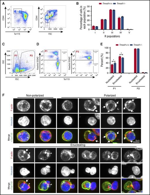 Figure 6. Tmod1−/− FL erythroblasts differentiate normally but exhibit a slight enucleation defect and aberrant F-actin organization during polarization and enucleation. (A) Representative flow cytometry gating strategy of mouse FL cells from Tmod1+/+ and Tmod1−/− E14.5 embryos based on CD44 and Ter119 expression levels (left panel). High Ter119 cells are gated for CD44 and forward scatter (FSC) to reveal RII to RV populations (right panel). (B) Quantification of R populations from Tmod1+/+ and Tmod1−/− embryos. (C) Representative flow cytometry gating strategy of FL erythroblasts by forward scatter (FSC) and side scatter (SSC) identifies 2 populations of cells P1 and P2. (D) Enucleation in FL cells determined by Ter119 and Hoechst 33342 staining of P1 (left panel) or P2 population (right panel) to identify nucleated (HoechstHi) vs enucleated (HoechstLo) cells. (E) Quantification of the percent of enucleated cells in each population in FL cells from Tmod1+/+ and Tmod1−/− mouse embryos (N = 13 embryo FLs per group). The smaller P1 population of more mature cells shows impaired enucleation, whereas the larger P2 population representing larger more immature erythroid cells has negligible quantities of enucleated cells that do not change in the absence of Tmod1. (F) Extended focus projections of confocal Z-stacks of Tmod1−/− FL erythroblasts immunostained for Ter119, phalloidin for F-actin, and Hoechst for nuclei. Merges show Ter119 (green), F-actin (red), and Hoechst (blue). Arrows show mislocalized F-actin spots in polarized cells. Open arrowheads show abnormal F-actin accumulation at enucleating erythroblast neck. Protruding nuclear lobes show increased F-actin cables. Images of individual cells are representative of a total of 89 nucleated Ter119-stained erythroblasts, imaged in confocal Z stacks of FL cells obtained from 11 Tmod1−/− embryos (2 different litters). Of the 89 total Ter119-stained polarized and enucleating erythroblasts examined, 28 (∼31%) had abnormal F-actin (multiple foci in polarized cells, mislocalized F-actin spot near constriction, nonpolarized cells with large F-actin aggregates). Bars, 4 µm.