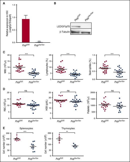 Figure 2. Knockout of Psip1 reduces peripheral blood cell counts. (A-B) qRT-PCR of lineage-depleted BM cells (A) and western blot of whole BM cells (B) validating complete LEDGF/p75 depletion in Psip1 knockout (PsipVav/Vav) mice compared with the floxed control mice (PsipFl/Fl). Messenger RNA (mRNA) expression in (A) and protein expression in (B) were normalized to Gapdh and β-tubulin, respectively. (C-D) Peripheral blood cell counts measured in PsipFl/Fl and PsipVav/Vav mice (8-12 weeks of age). Mean values and standard error of the mean (SEM) are indicated. HGB, hemoglobin; RBC, red blood cells; ns, nonsignificant. (E) Total cell number extracted from spleens and thymuses of PsipFl/Fl and PsipVav/Vav mice (8-10 weeks of age). Mean values and SEM are indicated. P values (*) show significance (**P < .01, ***P < .001, Student t test).