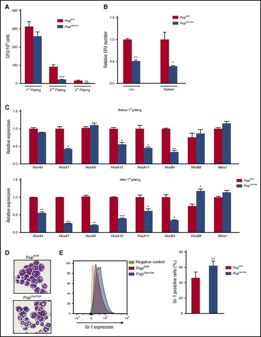 Figure 4. Psip1 knockout affects colony formation potential of HSC in vitro. (A) Number of colonies in 3 consecutive rounds of a myeloid CFU assay per 104 lin− BM cells harvested from PsipFl/Fl and PsipVav/Vav mice (10 weeks of age). (B) Pre-B CFU assays for PsipFl/Fl and PsipVav/Vav cells. Lin− cells and spleen cells were harvested and plated in methylcellulose for 7 to 10 days. The number of colonies formed was normalized to the control (PsipFl/Fl) cells. (C) qRT-PCR measuring expression levels (normalized to Gapdh) of different genes in lin− cells harvest from PsipFl/Fl or PsipVav/Vav cells (before first plating) and after 1 round in myeloid CFU assay (after first plating). (D) Comparison of cell morphology of PsipFl/Fl and PsipVav/Vav cells after 1 round in the CFU assay via May-Grünwald Giemsa staining. A representative picture is shown. (E) FACS analysis for Gr-1 expression in PsipFl/Fl and PsipVav/Vav cells (n = 8) harvested after 1 round in CFU assay. Mean and SEM values are indicated. Error bars (panels A, B, C, and E) represent standard deviation of triplicate measurements. Statistical differences were determined using Student t test; *P < .05, **P < .01, ***P < .001.