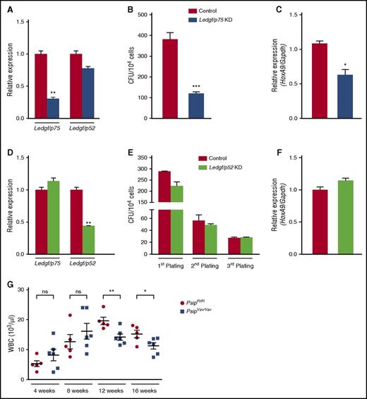 Figure 5. Specific knockdown of Ledgf/p75 affects CFU activity of HSC. (A) qRT-PCR measuring Ledgf/p75 and Ledgf/p52 mRNA expression levels in lin− cells harvested from 8-week-old C57BL/6J mice after transduction with lentiviral vector expressing a Ledgf/p75-specific miRNA (Ledgf/p75 KD) or eGFP-miRNA as a control. Expression levels were normalized to Gapdh. (B) CFU assay per 104 cells after Ledgf/p75 knockdown. (C) HoxA9 expression levels (normalized to Gapdh) as measured by qRT-PCR in Ledgf/p75 knockdown cells. (D) qRT-PCR measuring Ledgf/p75 and Ledgf/p52 expression levels and serial plating of a myeloid CFU assay (E) after Ledgf/p52 knockdown (KD). Expression levels in panel D were normalized to Gapdh. (F) qRT-PCR measuring HoxA9 expression levels (normalized to Gapdh) in Ledgf/p52 knockdown cells after first plating in the CFU assay (E). (G) Peripheral WBCs measured after BM transplantation in lethally irradiated recipients transplanted with a total of 1 × 106 lin− cells harvested from 8- to 10-week-old PsipFl/Fl and PsipVav/Vav mice. WBC was monitored 4, 8, 12, and 16 weeks posttransplantation. Mean values and SEM are indicated. Error bars (panels A-F) represent standard deviation of triplicate measurements. Differences in panels A-G were determined using Student t test; *P < .05, **P < .01, ***P < .001.