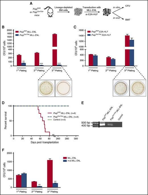 Figure 7. LEDGF/p75 is essential for MLL-rearranged transformation. (A) Schematic representation of the experimental setup. BM cells were harvested from 10-week-old PsipFl/Fl and PsipVav/Vav mice. After depletion of lineage-committed progenitors, cells were transduced with MLL-ENL or E2A-HLF fusions and assessed for leukemogenic activities in vitro in CFU assays and in vivo in BMT. CFU per 104 PsipFl/Fl or PsipVav/Vav cells transduced with MSCV encoding MLL-ENL (B) and E2A-HLF (C) fusions. Representative images of tetrazolium-stained colonies after the third plating are shown. Error bars represent standard deviation of triplicate measurements. Differences were determined using Student t test; **P < .01; ***P < .001. (D) Kaplan-Meier survival curve for lethally irradiated recipients transplanted with PsipFl/Fl or PsipVav/Vav cells transduced with MLL-ENL (PsipFl/Fl.MLL-ENL and PsipVav/Vav.MLL-ENL, respectively) or control cells (PsipFl/Fl cells transduced with mock vector). Number of transplanted animals (n) per group is indicated. (E) PCR analysis of whole BM cells of moribund mice transplanted with PsipFl/Fl.MLL-ENL cells and whole BM cells of PsipVav/Vav.MLL-ENL or control animals (described in panel D) harvested at 180 days posttransplantation. Primers were designed to specifically detect the MLL-ENL fusion gene. A vertical line has been inserted to indicate a repositioned gel lane. (F) Replating CFU transformation assay for lin− cells transduced with MLL-ENL fusion or MLL-ENL mutated in the LEDGF/p75-binding domain (mut.MLL-ENL). Error bars represent standard deviation of triplicate measurements. Differences were determined using Student t test; **P < .01.