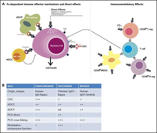 Figure 2. Mechanism of action of CD38 antibodies. (A) CD38-targeting antibodies have pleiotropic mechanisms of action, which can be subdivided into (i) Fc-dependent immune-effector mechanisms; (ii) direct effects; and (iii) immunomodulatory effects. The Fc-dependent immune-effector mechanisms include antibody-dependent cellular cytotoxicity (ADCC), antibody-dependent cellular phagocytosis (ADCP), and complement-dependent cytotoxicity (CDC). The process of ADCC is achieved through the activation of FcRs on NK cells and myeloid cells by tumor-cell attached CD38 antibodies. Subsequent release of perforin and granzymes from effector cells as well as interactions with death ligands FasL and tumor necrosis factor–related apoptosis-inducing ligand lead to MM cell death. In ADCP phagocytosis is mediated by monocytes, macrophages, neutrophils, and dendritic cells following interaction of the Fc tail of the therapeutic antibody with FcRs on these effector cells. CDC is initiated following the interaction of the antibody Fc domains with the classic complement-activating protein C1q, which leads to activation of downstream complement proteins, resulting in assembly of the membrane attack complex (MAC), which punches holes in MM tumor cells. The chemotactic complement molecules, C3a and C5a, are also produced during this process. These molecules can recruit and activate immune-effector cells. Direct effects include induction of apoptosis, as well as inhibition of CD38 ectoenzyme function, which may lead to reduced adenosine levels in the BM myeloma niche. Adenosine is an immunosuppressor that helps the tumor to evade the host immune response by promoting regulatory T cells (Tregs) and myeloid-derived suppressor cells (MDSCs), and depressing NK- and T-cell effectors. CD38 antibodies have immunomodulatory effects via the eradication of CD38+ Tregs, regulatory B cells (Bregs), and MDSCs, which result in CD4+ and CD8+ T-cell expansion, and potentially a better host-antitumor immune response. Adapted from van de Donk et al78 with permission. (B) The relative contribution of these different mechanisms of action to MM cell killing differs among daratumumab, isatuximab, and MOR202. The efficacy of these 3 CD38 antibodies was directly compared in preclinical studies in terms of direct induction of programmed cell death (PCD), induction of PCD after crosslinking, inhibition of CD38 ectoenzyme activity, and the induction of ADCC, ADCP, and CDC. The immunomodulatory effects of the CD38 antibodies were not compared in a head-to-head analysis, and therefore were not included in panel B. MoA, mechanism of action; nd, not determined.