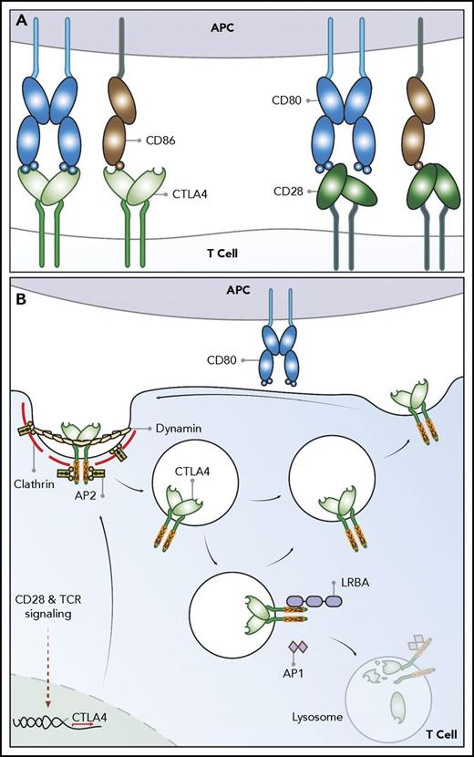 Figure 1. Schematic of CTLA-4 cell biology. (A) CTLA-4 and CD28 receptors share 2 ligands, CD80 and CD86. CD80 is a dimeric high-affinity ligand and CD86 is a monomeric lower-affinity ligand for both receptors. CTLA-4 has a higher affinity and avidity for CD80 than CD86. The relative affinities go from high to low and from left to right. (B) CTLA-4 expressed in T cells is highly endocytic. CTLA-4 is constitutively expressed in Treg or induced following T-cell activation via CD28 and TCR signaling. In the absence of the ligand, CTLA-4 is mainly found in intracellular compartments following clathrin-mediated endocytosis mediated through CTLA-4 interaction with the AP2 molecule. The AP2 (μ2 subunit) binds to the tyrosine-based (YVKM) motif of the cytoplasmic domain of CTLA-4 and mediates rapid internalization. LRBA and AP1 proteins have also been found to bind to the YVKM motif on CTLA-4, which appear to impose different fates on CTLA-4. LRBA may mediate recycling of CTLA-4 to the plasma membrane, whereas AP1 may mediate CTLA-4 trafficking to lysosomal compartments, resulting in subsequent degradation.