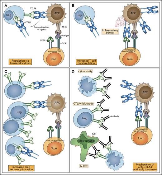 Figure 2. CTLA-4 function and the impact of immune checkpoint blockade. (A) In health, Tregs express CTLA-4, which binds CD80 and CD86 expressed on APCs. CTLA-4 binds to CD80 and CD86 with higher affinity and avidity than does CD28, preventing conventional T cell (Tcon) stimulation through CD80/CD86 interaction with CD28. Removal of CD80/CD86 ligands by transendocytosis results in impaired costimulation of T cells via CD28, resulting in immune regulation. (B) When the immune system is stimulated in the presence of inflammatory/innate immune stimuli, APCs upregulate the expression of CD80/CD86, overcoming their control by Treg, enabling costimulation and the proliferation of T cells. (C) In the tumor microenvironment, CD80/CD86 is controlled by Treg, and the abundance of Treg leads to the suppression of immune responses. (D) Anti–CTLA-4 antibodies bind to CTLA-4 molecules with high affinity, leading to Treg depletion or functional blockade, resulting in enhanced T-cell activation and immunological responses to cancer. The impacts of CTLA-4 blockade can be mediated by a variety of mechanisms: prevention of transendocytosis increasing CD80/CD86 levels on APCs, direct Treg cytotoxicity, and antibody-dependent cellular cytotoxicity mediated by FcR-IV expressing intratumoral macrophages. Note: Only CD80 is shown here for clarity. ADCC, antibody-dependent cellular cytotoxicity; MHC, major histocompatibility complex.