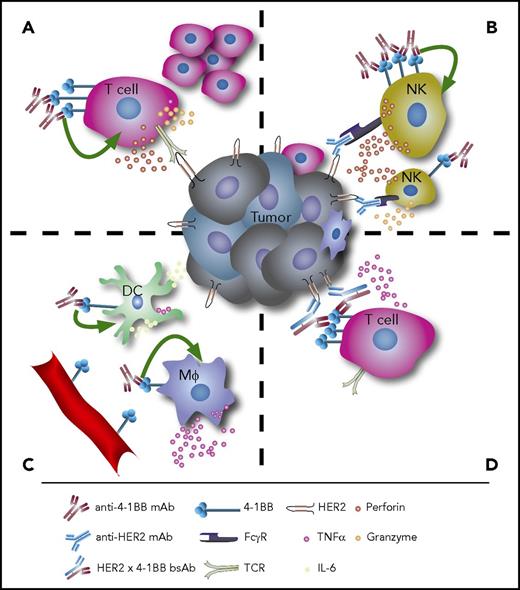 Figure 1. The immunomodulatory effects of anti-4-1BB therapy. (A) Agonistic anti-4-1BB mAb therapy induces T-cell proliferation and cytokine secretion. (B) On NK cells, stimulation of 4-1BB enhances ADCC. (C) Agonistic anti-4-1BB mAbs can also stimulate DCs and macrophages to induce antitumor immune responses, and 4-1BB is expressed in tumor-associated vascular endothelium. (D) Bispecific antibodies targeting both 4-1BB and tumor antigens such as HER2 can lock immune effectors and target cells in close proximity and facilitate tumor cell lysis. Mφ, macrophages, TCR, T-cell receptor.