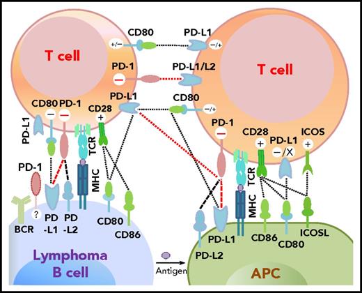 Figure 1. Potential interaction involving PD-1/PD-L1 between receptors and ligands on lymphoma cells, professional antigen-presenting cells (APCs), and T cells. PD-1–PD-L1 interactions are highlighted in red. Functional consequences of the interaction are denoted by “+” (stimulatory) and “–” (inhibitory) signs. The “+/–“ signs indicate context-dependent effects of PD-L1–CD80 interaction on T cells. For PD-1 expression on malignant B cells in some non-Hodgkin B-cell lymphomas, PD-1 ligands and functions are currently unclear (indicated by “?”). TCR, T-cell receptor.