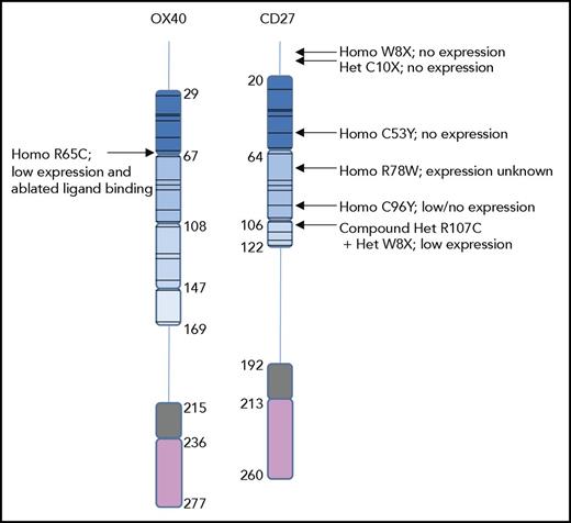 Figure 1. Structures of human OX40 and CD27 and locations of clinically described mutations. Schematic of full-length human OX40 and CD27 (including the signal peptides), showing CRDs 1, 2, 3, and in the case of OX40 also CRD 4 in progressively lighter shades of blue with positions of the CRDs shown as defined from crystallographic studies. Residues within the extracellular region of the receptor but that do not fall within a CRD are indicated by a vertical line, the transmembrane regions are shown in gray, and cytoplasmic residues are represented in pink. Amino acid numbers are indicated, and positions of cysteine residues within the CRDs are shown by a horizontal line. Positions of mutations described in patients and their impact on receptor expression where known are also shown. Why a heterozygous C10X mutation should result in absent CD27 expression is unclear; the C10X heterozygous mutation in the patient’s father resulted in only partial loss of CD27. It is likely that the patient’s mother, who also exhibited defects in CD27 expression, carries an unidentified mutation elsewhere in the genome (no mutations could be identified in the CD27 locus) that causes suboptimal CD27 expression. Thus, in reality the patient is likely to be a compound heterozygote having inherited the C10X mutation from her father and an unknown mutation from her mother (see Alkhairy et al35).