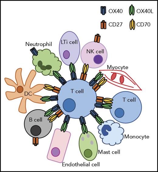 Figure 2. Diagrammatic representation of potential interactions between OX40/OX40L- and CD27/CD70-expressing human cells in an inflamed environment. For simplicity, tumor cells are not shown here, although some tumor types may additionally express CD27 and CD70 (see the accompanying text for details).