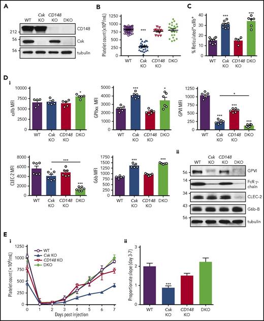 Figure 1. Aberrant platelet production and platelet receptor expressions in Csk KO mice. (A) Platelet lysates were blotted for the indicated proteins. (B) Platelet counts. (C) Percentage of reticulated platelets determined by thiazole orange+αIIb+ cells in blood. See also supplemental Figure 2A. (Di) Median fluorescence intensity (MFI) measured in αIIb+ cells alone or αIIb+ cells costained for the indicated proteins in blood (n = 5-6 mice per genotype). See also supplemental Figure 3. (Dii) Platelet lysates were blotted for the indicated proteins. (Ei) Platelet counts of pre-/postinjection of anti-GPIbα antibody (1.5 μg/g body weight). (Eii) The rate of platelet recovery determined by a proportionate slope from linear trend lines between days 3 and 7 from panel Ei (n = 7-8 mice per genotype). See also supplemental Figures 4-6. Asterisks refer to significant difference compared with WT (*P < .05, ***P < .001; 1-way ANOVA with Tukey’s test in B-D or 1-way ANOVA with Dunnett’s test; vs WT in E); data represent mean ± SEM.