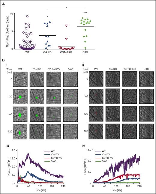 Increased bleeding and defective thrombus formation in Csk KO and DKO mice. (A) Hemostatic response was measured in tail bleeding assays by an excision of a 5-mm portion of the tail tip followed by the determination of lost blood/body weight (normalized blood loss) (n = 11-57 mice per genotype). Tail bleeding assays were conducted in a double-blinded manner. (B) Laser injury–induced thrombus formation in vivo. Composite bright-field and fluorescence images of (Bi) platelet accumulation (green) or (Bii) fibrin generation (red) in cremaster muscle arterioles monitored by DyLight488-labaled anti-GPIbβ antibody (0.1 μg/g body weight) or Alexa Fluor 647–labeled anti-fibrin antibody (0.2 μg/g body weight) signal, respectively by confocal intravital microscopy (scale bar, 10 μm). Each curve represents the median integrated fluorescence intensity of (Biii) platelets or (Biv) fibrin in relative fluorescence units (RFUs) (n = 25-37; 5 mice per genotype). See also supplemental Videos 1 and 2. (C) FeCl3 injury-induced thrombus formation in vivo. Filter paper soaked in 10% FeCl3 was applied to carotid artery for 3 minutes. (Ci) Representative fluorescence images of platelet accumulation (green) monitored by DyLight488-labeled anti-GPIbβ antibody (0.1 μg/g body weight) by confocal intravital microscopy (scale bar, 200 μm). (Cii) Each curve represents the median integrated thrombus fluorescence intensity in RFU. (Ciii) Area under the curve (AUC) was measured (n = 8-11 mice per genotype). See also supplemental Video 3. *P < .05, **P < .01, ***P < .001; 1-way ANOVA with Tukey’s test; data represent mean ± SEM.