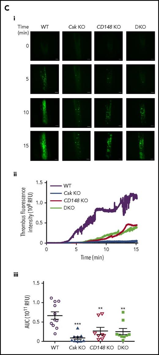 Increased bleeding and defective thrombus formation in Csk KO and DKO mice. (A) Hemostatic response was measured in tail bleeding assays by an excision of a 5-mm portion of the tail tip followed by the determination of lost blood/body weight (normalized blood loss) (n = 11-57 mice per genotype). Tail bleeding assays were conducted in a double-blinded manner. (B) Laser injury–induced thrombus formation in vivo. Composite bright-field and fluorescence images of (Bi) platelet accumulation (green) or (Bii) fibrin generation (red) in cremaster muscle arterioles monitored by DyLight488-labaled anti-GPIbβ antibody (0.1 μg/g body weight) or Alexa Fluor 647–labeled anti-fibrin antibody (0.2 μg/g body weight) signal, respectively by confocal intravital microscopy (scale bar, 10 μm). Each curve represents the median integrated fluorescence intensity of (Biii) platelets or (Biv) fibrin in relative fluorescence units (RFUs) (n = 25-37; 5 mice per genotype). See also supplemental Videos 1 and 2. (C) FeCl3 injury-induced thrombus formation in vivo. Filter paper soaked in 10% FeCl3 was applied to carotid artery for 3 minutes. (Ci) Representative fluorescence images of platelet accumulation (green) monitored by DyLight488-labeled anti-GPIbβ antibody (0.1 μg/g body weight) by confocal intravital microscopy (scale bar, 200 μm). (Cii) Each curve represents the median integrated thrombus fluorescence intensity in RFU. (Ciii) Area under the curve (AUC) was measured (n = 8-11 mice per genotype). See also supplemental Video 3. *P < .05, **P < .01, ***P < .001; 1-way ANOVA with Tukey’s test; data represent mean ± SEM.