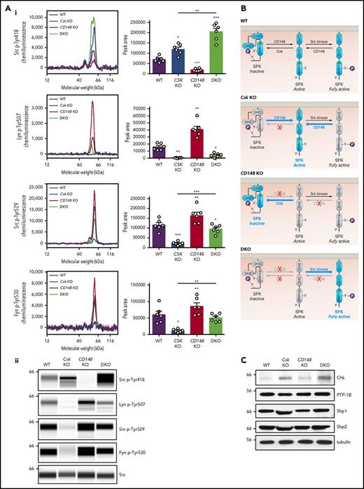 Figure 4. Csk and CD148 reciprocally regulate platelet SFKs. (Ai) Representative electropherograms of capillary-based immunoassays on platelet lysates with the indicated antibodies and the quantification of peak areas (n = 6 mice/genotype. (Aii) Representative data from panel Ai displayed as blots. See also supplemental Figure 8. (B) Model of SFK regulation in platelets. In WT platelets, SFKs are constrained in an inactive conformation by Csk, which phosphorylates the C-terminal inhibitory tyrosine residue. SFKs can be activated by dephosphorylation of the inhibitory residue by CD148. SFKs trans-autophosphorylate each other at the activation-loop tyrosine residue and become fully active. CD148 can also dephosphorylate the activation-loop tyrosine leading to a decrease in SFK activity. In Csk KO platelets, CD148 dominates, resulting in the loss of inhibitory phosphorylation and a net increase in SFK activity. In CD148 KO platelets, Csk dominates, resulting in increased inhibitory phosphorylation and markedly decreased activation-loop phosphorylation. In DKO platelets, the absence of both Csk and CD148 leads to a dramatic increase in SFK activity. The differential phosphorylation of SFKs in Csk KO and DKO platelets supports the hypothesis of CD148 dephosphorylating both the activation-loop and the C-terminal inhibitory tyrosine residues. Professional illustration by Patrick Lane, ScEYEnce Studios. (C) Platelet lysates were blotted for the indicated proteins. *P < .05, **P < .01, ***P < .001; repeated measures 1-way ANOVA with Tukey’s test; data represent mean ± SEM.