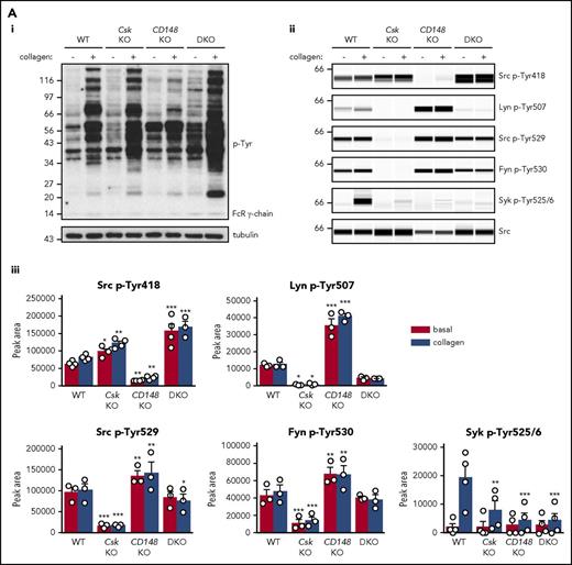 Csk and CD148 are critical for platelet activation signals. (Ai) Lysates of basal and collagen-stimulated (30 μg/mL, 90 seconds) platelets were blotted for p-Tyr and tubulin. (Aii-iii) The same lysates were analyzed by capillary-based immunoassays with the indicated antibodies. Representative data displayed as blots in panel Aii. (Aiii) Quantification of peak areas from supplemental Figure 9A (n = 3-4 mice per genotype). See also supplemental Figure 9A. (B) Lysates of basal and CLEC-2 antibody–stimulated (10 μg/mL, 5 minutes) platelets were analyzed as described in panels Ai-Aiii (n = 3-4 mice per genotype). See also supplemental Figure 9B. (C) Lysates of nonadherent (NA) and adherent (Ad) platelets from fibrinogen-coated plates (100 μg/mL, 45 minutes, 37°C) were analyzed as described in panels Ai-Aiii. See also supplemental Figure 9C. (Civ) The same lysates were blotted for Syk p-Tyr525/6 (n = 3-4 mice per genotype). Differences in basal SFK p-Tyr418 between WT and DKO platelets in suspension (A-B) compared with nonadhered platelets (C) are due to differences in sample preparation, as demonstrated by a significant increase in Src p-Tyr418 levels in nonadhered platelets incubated on fibrinogen-coated surface (supplemental Figure 9D). (Di) Increased G6b-B phosphorylation and assembly of the G6b-B-Shp1-Shp2 complex in Csk KO and DKO platelets. Lysates of basal and collagen-stimulated (30 μg/mL, 90 seconds) platelets were immunoprecipitated with anti-G6b-B antibody and blotted for p-Tyr, G6b-B, Shp1, and Shp2. (Dii) The role of SFKs in activating and inhibitory pathways. Once a threshold level of SFK activity is reached, ITAM, hemi-ITAM, integrin, and ITIM signaling are triggered. The kinetics and order of activation depend upon the agonist and level of SFK activity. (Dii) Professional illustration by Patrick Lane, ScEYEnce Studios. *P < .05, **P < .01, ***P < .001; repeated-measures 2-way ANOVA with Tukey’s test; data represent mean ± SEM.