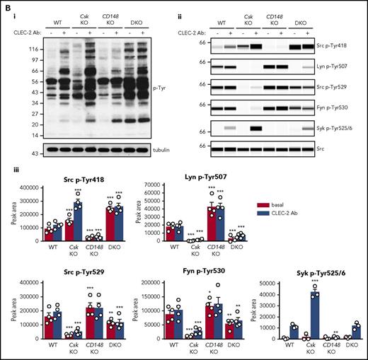 Csk and CD148 are critical for platelet activation signals. (Ai) Lysates of basal and collagen-stimulated (30 μg/mL, 90 seconds) platelets were blotted for p-Tyr and tubulin. (Aii-iii) The same lysates were analyzed by capillary-based immunoassays with the indicated antibodies. Representative data displayed as blots in panel Aii. (Aiii) Quantification of peak areas from supplemental Figure 9A (n = 3-4 mice per genotype). See also supplemental Figure 9A. (B) Lysates of basal and CLEC-2 antibody–stimulated (10 μg/mL, 5 minutes) platelets were analyzed as described in panels Ai-Aiii (n = 3-4 mice per genotype). See also supplemental Figure 9B. (C) Lysates of nonadherent (NA) and adherent (Ad) platelets from fibrinogen-coated plates (100 μg/mL, 45 minutes, 37°C) were analyzed as described in panels Ai-Aiii. See also supplemental Figure 9C. (Civ) The same lysates were blotted for Syk p-Tyr525/6 (n = 3-4 mice per genotype). Differences in basal SFK p-Tyr418 between WT and DKO platelets in suspension (A-B) compared with nonadhered platelets (C) are due to differences in sample preparation, as demonstrated by a significant increase in Src p-Tyr418 levels in nonadhered platelets incubated on fibrinogen-coated surface (supplemental Figure 9D). (Di) Increased G6b-B phosphorylation and assembly of the G6b-B-Shp1-Shp2 complex in Csk KO and DKO platelets. Lysates of basal and collagen-stimulated (30 μg/mL, 90 seconds) platelets were immunoprecipitated with anti-G6b-B antibody and blotted for p-Tyr, G6b-B, Shp1, and Shp2. (Dii) The role of SFKs in activating and inhibitory pathways. Once a threshold level of SFK activity is reached, ITAM, hemi-ITAM, integrin, and ITIM signaling are triggered. The kinetics and order of activation depend upon the agonist and level of SFK activity. (Dii) Professional illustration by Patrick Lane, ScEYEnce Studios. *P < .05, **P < .01, ***P < .001; repeated-measures 2-way ANOVA with Tukey’s test; data represent mean ± SEM.
