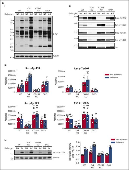 Csk and CD148 are critical for platelet activation signals. (Ai) Lysates of basal and collagen-stimulated (30 μg/mL, 90 seconds) platelets were blotted for p-Tyr and tubulin. (Aii-iii) The same lysates were analyzed by capillary-based immunoassays with the indicated antibodies. Representative data displayed as blots in panel Aii. (Aiii) Quantification of peak areas from supplemental Figure 9A (n = 3-4 mice per genotype). See also supplemental Figure 9A. (B) Lysates of basal and CLEC-2 antibody–stimulated (10 μg/mL, 5 minutes) platelets were analyzed as described in panels Ai-Aiii (n = 3-4 mice per genotype). See also supplemental Figure 9B. (C) Lysates of nonadherent (NA) and adherent (Ad) platelets from fibrinogen-coated plates (100 μg/mL, 45 minutes, 37°C) were analyzed as described in panels Ai-Aiii. See also supplemental Figure 9C. (Civ) The same lysates were blotted for Syk p-Tyr525/6 (n = 3-4 mice per genotype). Differences in basal SFK p-Tyr418 between WT and DKO platelets in suspension (A-B) compared with nonadhered platelets (C) are due to differences in sample preparation, as demonstrated by a significant increase in Src p-Tyr418 levels in nonadhered platelets incubated on fibrinogen-coated surface (supplemental Figure 9D). (Di) Increased G6b-B phosphorylation and assembly of the G6b-B-Shp1-Shp2 complex in Csk KO and DKO platelets. Lysates of basal and collagen-stimulated (30 μg/mL, 90 seconds) platelets were immunoprecipitated with anti-G6b-B antibody and blotted for p-Tyr, G6b-B, Shp1, and Shp2. (Dii) The role of SFKs in activating and inhibitory pathways. Once a threshold level of SFK activity is reached, ITAM, hemi-ITAM, integrin, and ITIM signaling are triggered. The kinetics and order of activation depend upon the agonist and level of SFK activity. (Dii) Professional illustration by Patrick Lane, ScEYEnce Studios. *P < .05, **P < .01, ***P < .001; repeated-measures 2-way ANOVA with Tukey’s test; data represent mean ± SEM.