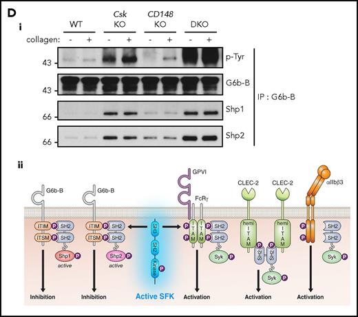 Csk and CD148 are critical for platelet activation signals. (Ai) Lysates of basal and collagen-stimulated (30 μg/mL, 90 seconds) platelets were blotted for p-Tyr and tubulin. (Aii-iii) The same lysates were analyzed by capillary-based immunoassays with the indicated antibodies. Representative data displayed as blots in panel Aii. (Aiii) Quantification of peak areas from supplemental Figure 9A (n = 3-4 mice per genotype). See also supplemental Figure 9A. (B) Lysates of basal and CLEC-2 antibody–stimulated (10 μg/mL, 5 minutes) platelets were analyzed as described in panels Ai-Aiii (n = 3-4 mice per genotype). See also supplemental Figure 9B. (C) Lysates of nonadherent (NA) and adherent (Ad) platelets from fibrinogen-coated plates (100 μg/mL, 45 minutes, 37°C) were analyzed as described in panels Ai-Aiii. See also supplemental Figure 9C. (Civ) The same lysates were blotted for Syk p-Tyr525/6 (n = 3-4 mice per genotype). Differences in basal SFK p-Tyr418 between WT and DKO platelets in suspension (A-B) compared with nonadhered platelets (C) are due to differences in sample preparation, as demonstrated by a significant increase in Src p-Tyr418 levels in nonadhered platelets incubated on fibrinogen-coated surface (supplemental Figure 9D). (Di) Increased G6b-B phosphorylation and assembly of the G6b-B-Shp1-Shp2 complex in Csk KO and DKO platelets. Lysates of basal and collagen-stimulated (30 μg/mL, 90 seconds) platelets were immunoprecipitated with anti-G6b-B antibody and blotted for p-Tyr, G6b-B, Shp1, and Shp2. (Dii) The role of SFKs in activating and inhibitory pathways. Once a threshold level of SFK activity is reached, ITAM, hemi-ITAM, integrin, and ITIM signaling are triggered. The kinetics and order of activation depend upon the agonist and level of SFK activity. (Dii) Professional illustration by Patrick Lane, ScEYEnce Studios. *P < .05, **P < .01, ***P < .001; repeated-measures 2-way ANOVA with Tukey’s test; data represent mean ± SEM.