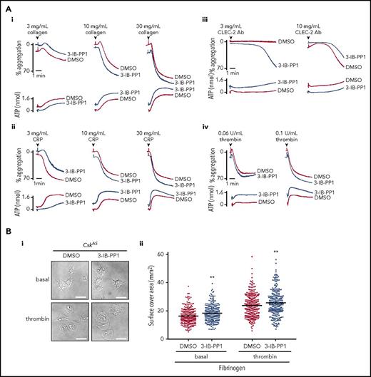 Csk regulates ITAM-, ITIM-, and integrin-dependent signaling in CskASplatelets. (A-E) Platelets from CskAS mice were pretreated with either dimethyl sulfoxide (DMSO) or 3-IB-PP1 (10 μM, 10 minutes). (Ai-Aiv) Representative aggregation and ATP secretion traces of platelets from CskAS mice in response to the indicated agonists (n = 3-4 mice per condition per genotype). (Bi) Representative DIC microscopy images of resting (basal) and thrombin-stimulated (0.1 U/mL, 5 minutes) platelets spread on fibrinogen-coated cover-slips (100 μg/mL, 45 minutes, 37°C; scale bar, 5 μm). (Bii) Mean surface area of individual platelets quantified by ImageJ (n = 256 platelets per condition). (C-D) Lysates of platelets incubated with or without CRP (30 μg/mL, C) or CLEC-2 antibody (10 μg/mL, D) for the indicated times were blotted for p-Tyr and actin (Ci,Di) or analyzed by capillary-based immunoassays as described in Figure 5A (Cii-Ciii,Dii-Diii) (n = 3-4 mice per genotype). See also supplemental Figure 10A-B. (E) Increased G6b-B phosphorylation and assembly of the G6b-B-Shp1-Shp2 complex in collagen-stimulated CskAS platelets treated with 3-IB-PP1. Lysates of basal and collagen-stimulated (30 μg/mL, 90 seconds) platelets were immunoprecipitated with anti-G6b-B antibody and blotted for p-Tyr, G6b-B, Shp1, and Shp2. *P < .05, **P < .01, ***P < .001; ordinary (B) or repeated-measures (C-D) 2-way ANOVA with Sidak’s test; data represent mean ± SEM.