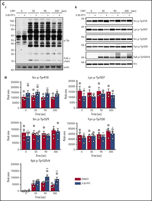 Csk regulates ITAM-, ITIM-, and integrin-dependent signaling in CskASplatelets. (A-E) Platelets from CskAS mice were pretreated with either dimethyl sulfoxide (DMSO) or 3-IB-PP1 (10 μM, 10 minutes). (Ai-Aiv) Representative aggregation and ATP secretion traces of platelets from CskAS mice in response to the indicated agonists (n = 3-4 mice per condition per genotype). (Bi) Representative DIC microscopy images of resting (basal) and thrombin-stimulated (0.1 U/mL, 5 minutes) platelets spread on fibrinogen-coated cover-slips (100 μg/mL, 45 minutes, 37°C; scale bar, 5 μm). (Bii) Mean surface area of individual platelets quantified by ImageJ (n = 256 platelets per condition). (C-D) Lysates of platelets incubated with or without CRP (30 μg/mL, C) or CLEC-2 antibody (10 μg/mL, D) for the indicated times were blotted for p-Tyr and actin (Ci,Di) or analyzed by capillary-based immunoassays as described in Figure 5A (Cii-Ciii,Dii-Diii) (n = 3-4 mice per genotype). See also supplemental Figure 10A-B. (E) Increased G6b-B phosphorylation and assembly of the G6b-B-Shp1-Shp2 complex in collagen-stimulated CskAS platelets treated with 3-IB-PP1. Lysates of basal and collagen-stimulated (30 μg/mL, 90 seconds) platelets were immunoprecipitated with anti-G6b-B antibody and blotted for p-Tyr, G6b-B, Shp1, and Shp2. *P < .05, **P < .01, ***P < .001; ordinary (B) or repeated-measures (C-D) 2-way ANOVA with Sidak’s test; data represent mean ± SEM.