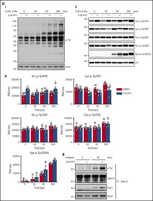 Csk regulates ITAM-, ITIM-, and integrin-dependent signaling in CskASplatelets. (A-E) Platelets from CskAS mice were pretreated with either dimethyl sulfoxide (DMSO) or 3-IB-PP1 (10 μM, 10 minutes). (Ai-Aiv) Representative aggregation and ATP secretion traces of platelets from CskAS mice in response to the indicated agonists (n = 3-4 mice per condition per genotype). (Bi) Representative DIC microscopy images of resting (basal) and thrombin-stimulated (0.1 U/mL, 5 minutes) platelets spread on fibrinogen-coated cover-slips (100 μg/mL, 45 minutes, 37°C; scale bar, 5 μm). (Bii) Mean surface area of individual platelets quantified by ImageJ (n = 256 platelets per condition). (C-D) Lysates of platelets incubated with or without CRP (30 μg/mL, C) or CLEC-2 antibody (10 μg/mL, D) for the indicated times were blotted for p-Tyr and actin (Ci,Di) or analyzed by capillary-based immunoassays as described in Figure 5A (Cii-Ciii,Dii-Diii) (n = 3-4 mice per genotype). See also supplemental Figure 10A-B. (E) Increased G6b-B phosphorylation and assembly of the G6b-B-Shp1-Shp2 complex in collagen-stimulated CskAS platelets treated with 3-IB-PP1. Lysates of basal and collagen-stimulated (30 μg/mL, 90 seconds) platelets were immunoprecipitated with anti-G6b-B antibody and blotted for p-Tyr, G6b-B, Shp1, and Shp2. *P < .05, **P < .01, ***P < .001; ordinary (B) or repeated-measures (C-D) 2-way ANOVA with Sidak’s test; data represent mean ± SEM.
