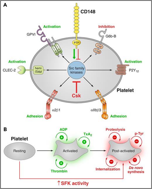 Figure 7. Regulation of platelet SFKs by the kinase Csk and the phosphatase CD148. (A) Csk and CD148 are the main regulators of SFK activity in platelets and impact different platelet signaling pathways. Csk inhibits SFK activity, whereas CD148 activates SFKs, but it can also inhibit SFK activity under conditions that have yet to be defined. In turn, SFKs regulate ITAM, hemi-ITAM, integrin, ITIM, and P2Y12 receptor signaling pathways. See also Figures 4B and 5Dii. (B) Postactivated platelets. Platelets possess remarkable positive-feedback pathways (eg, ADP, TXA2), which further enhance platelet activation. Platelet activation is followed by receptor proteolysis or internalization, de novo protein synthesis, and downregulation of tyrosine phosphorylation pathways by ITIM-containing receptors and phosphatases. Csk KO and DKO platelets have increased SFK activity, which results in reduced expression of the platelet activating receptors GPVI and CLEC-2, increased expression of the ITIM-containing receptor G6b-B, and increased ITIM signaling, suggesting that these platelets exist in a postactivated state. Professional illustration by Patrick Lane, ScEYEnce Studios.